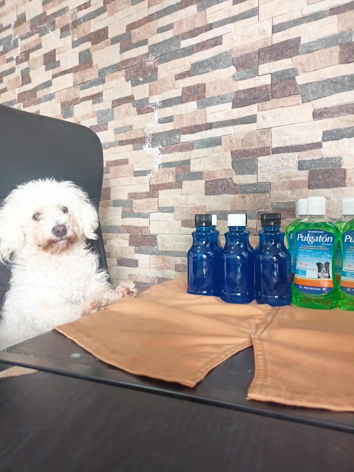 10 pipetas anikill para gato y perro - Tienda de Mascotas | pipetas antipulgas anikill y extermin